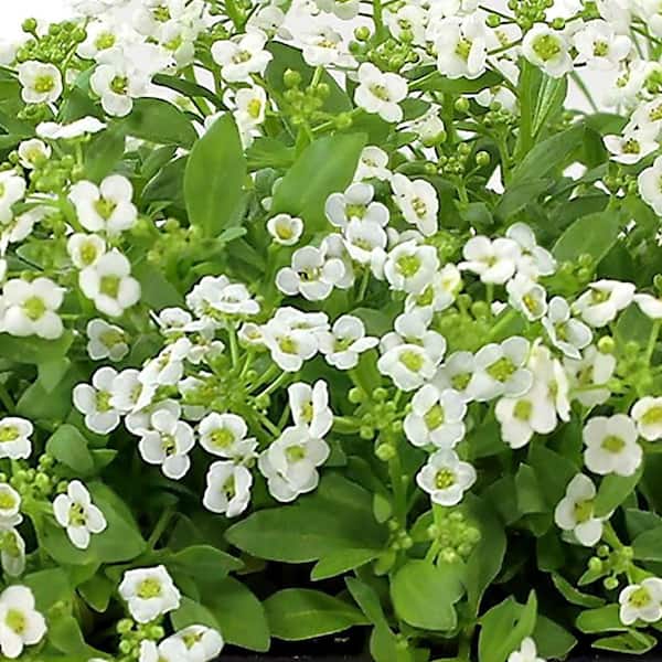 ALTMAN PLANTS 1.65 PT. Alyssum Annual Plant with White Flowers (6 ALTMAN PLANTS 1.65 PT. Alyssum Annual Plant with White Flowers (6