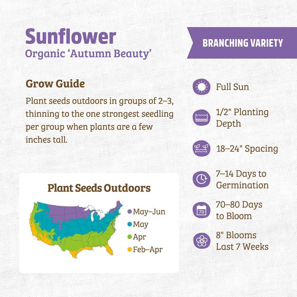 Organic Autumn Beauty Sunflower Seeds for Fall Gardens