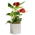 Blooming Anthurium Plant in 4 in. Premium Ceramic Pot