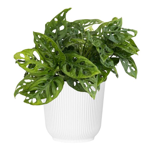 United Nursery Monstera adansonii Swiss Cheese Vine Live Plant in
