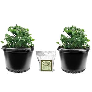 10 Gal. 37.85 l Plastic Nursery Trade Pots with Coconut Coir Growing Media (2-Pack)
