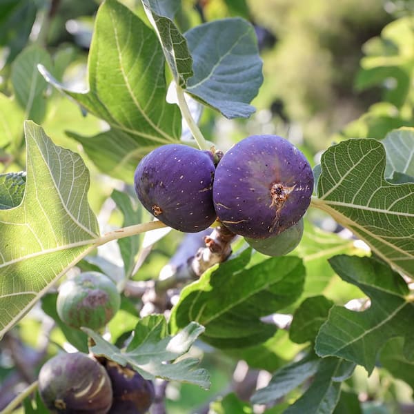 7 Gal. Beer's Black Fig Plant