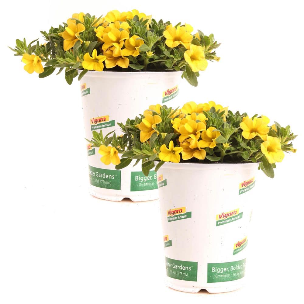 Vigoro 1 Qrt Conga Calibrachoa Annual Plant with Yellow Flowers (2