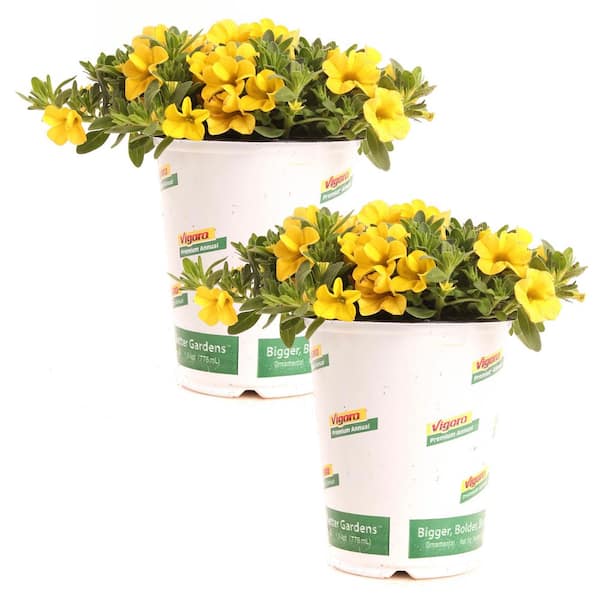 1 Qrt Conga Calibrachoa Annual Plant with Yellow Flowers (2-Pack)
