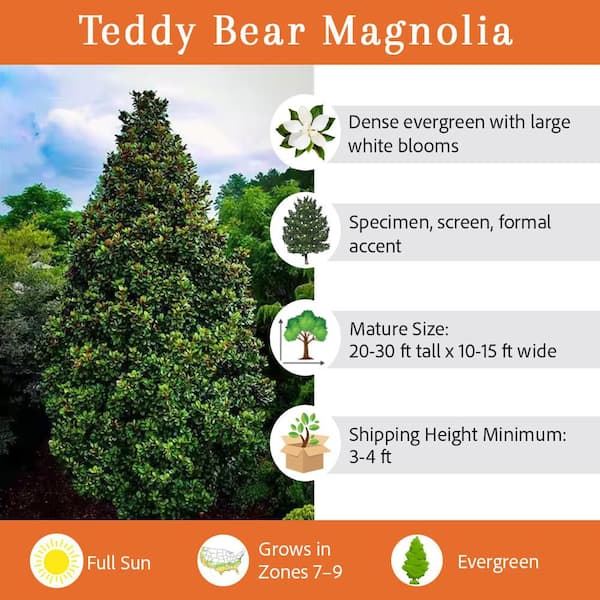 7 Gal. Teddy Bear Southern Magnolia Evergreen Tree