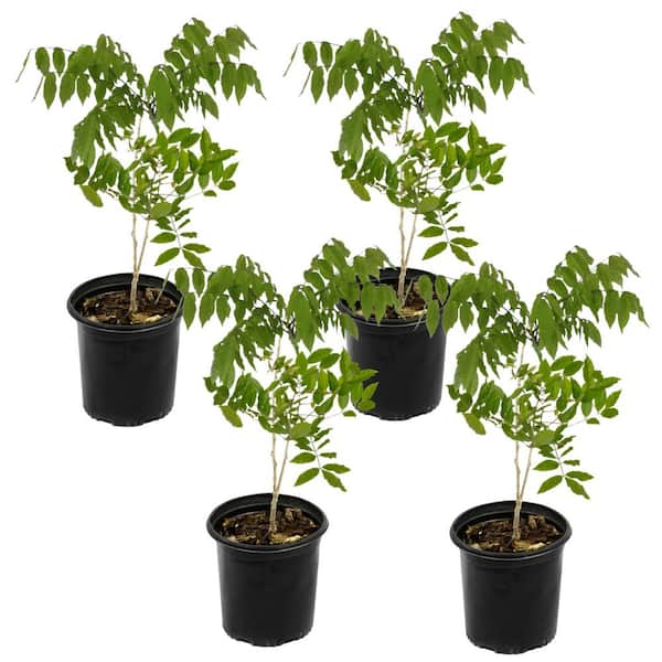 1 gal. Pink Wisteria Plant with Pink Flowers (4-Pack)