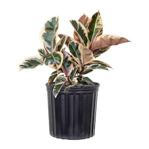 Live Ficus elastica Tineke Rubber Plant in 9.25 Grower Pot