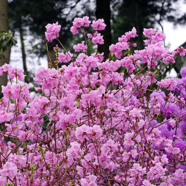 national PLANT NETWORK 1 gal. Azalea Elsie Lee Shrub with Purple