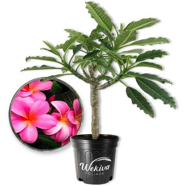 Wekiva Foliage Pink Plumeria Tree-Frangipani-Live Plant in a 3 Gallon Grower's Pot-Plumeria Rubra-Tropical Flowering Tree