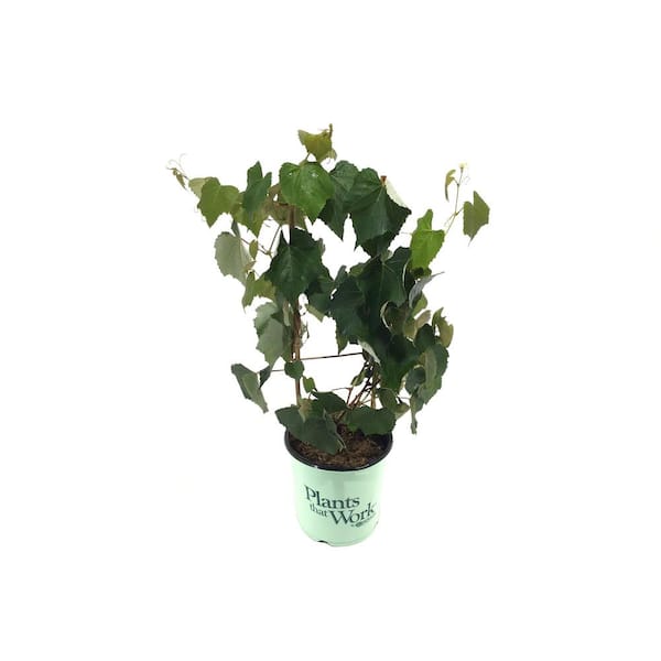 Plants That Work Grape (Vitis) Mars (Live Plant)