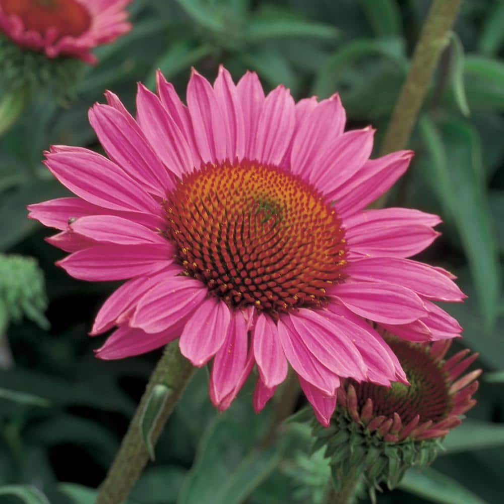 アガベ wild.color_plants COLPRW144-CloseUp_1080x.jpg?v=