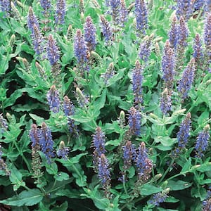 2.5 Qt. Sensation Sky Blue Salvia Sage Plant