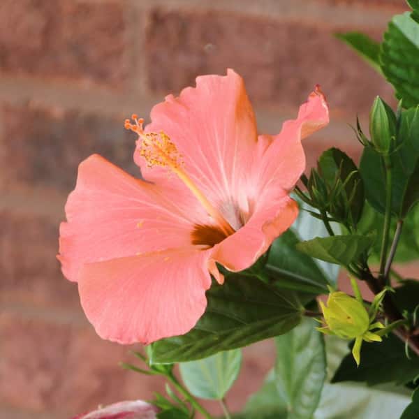 national PLANT NETWORK 2 gal. Hibiscus Peach Braided Annual Tree