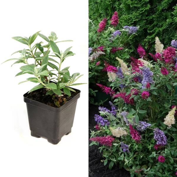 national PLANT NETWORK 3.25 in. Rainbow Buddleia Shrub Collection with Multi-color Flowers (6-Pack)