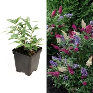 3.25 in. Rainbow Buddleia Shrub Collection with Multi-color Flowers (6-Pack)