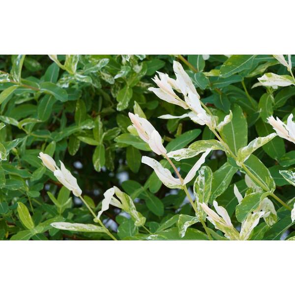 ウィロー('88米) BELL NURSERY 3 Gal. Hakuro Nishiki Dappled Willow (Salix