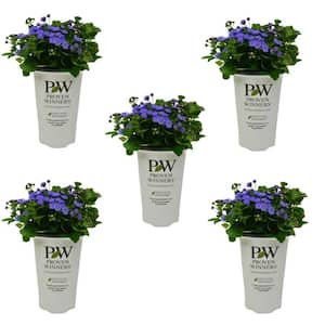 1.5 Pt. Proven Winners Ageratum Artist Blue Annual Plant with Blue Flowers (5-Pack)