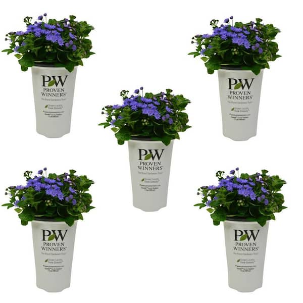 Unbranded 1.5 Pt. Proven Winners Ageratum Artist Blue Annual Plant with Blue Flowers (5-Pack)