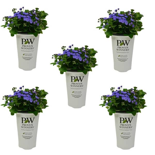 1.5 Pint Proven Winners Ageratum Artist Blue Annual Plant with Blue Flowers-5 Pack