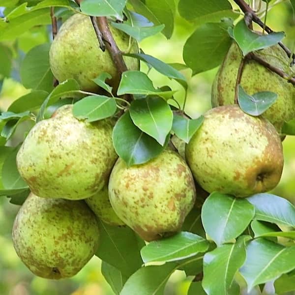 Unbranded 1 Gal. Kieffer Pear Tree