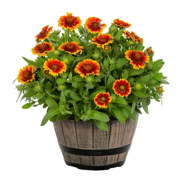 1 Gal. Barbican Yellow Red Ring Gaillardia Blanket Flower Red and Yellow Bicolor Perennial Plant