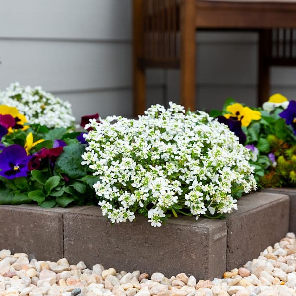 METROLINA GREENHOUSES 2 QT. Snowsurfer Candytuft Plant with White