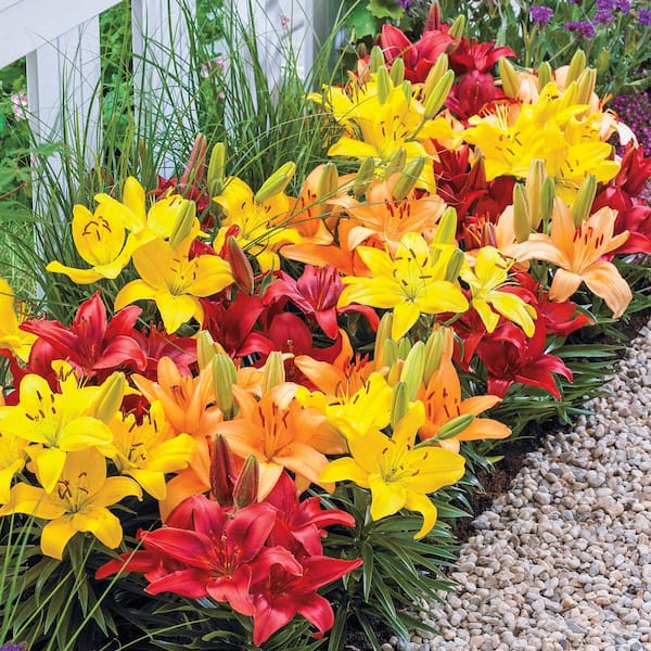 Breck's Dwarf Asiatic Lily Mixture Dormant Spring Flowering Bulbs (15-Pack)