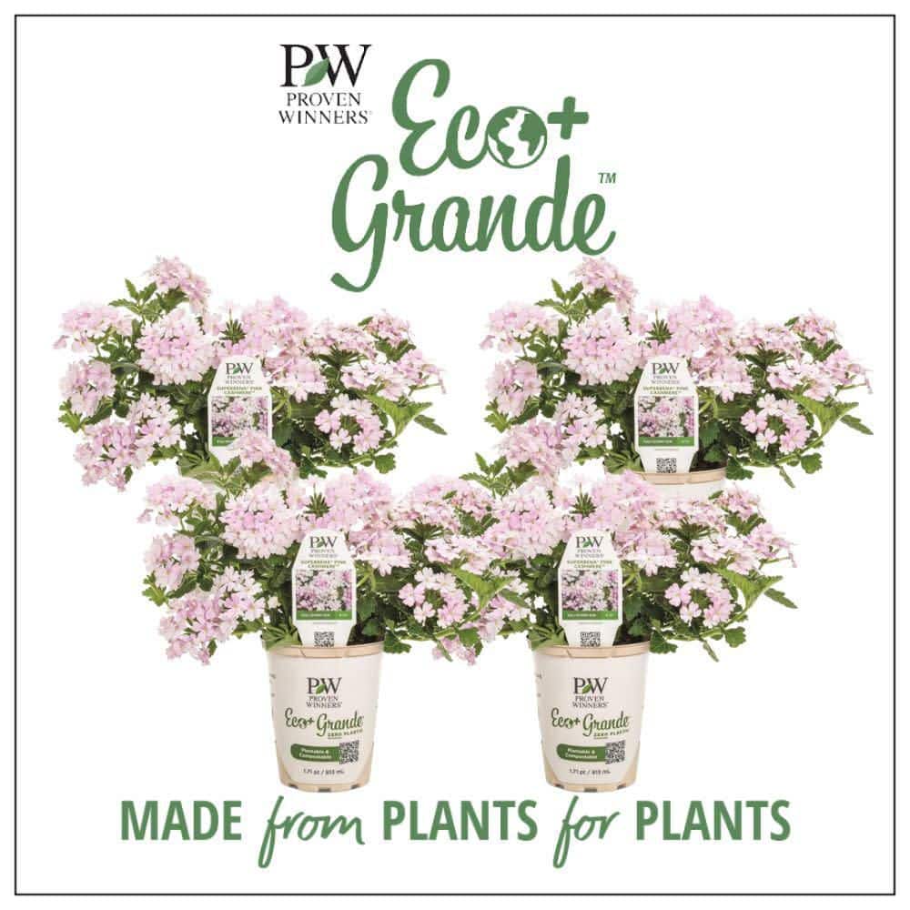 4.25 in. Eco+ Grande Superbena Pink Cashmere (Verbena hybrid) Live Annual Plant with Pink Flowers 4-Pack price history on PriceWatchPro