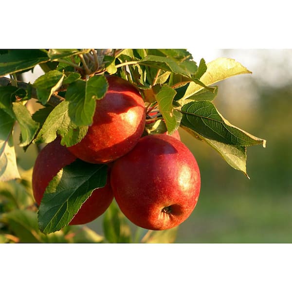 Ein-Shemer Apple Tree For Sale - 4-5ft Bareroot Organic