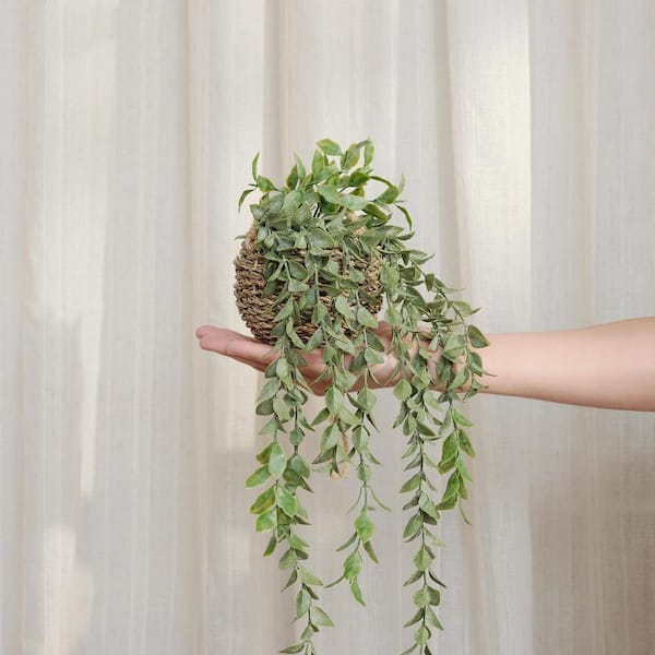 money tree picture 4