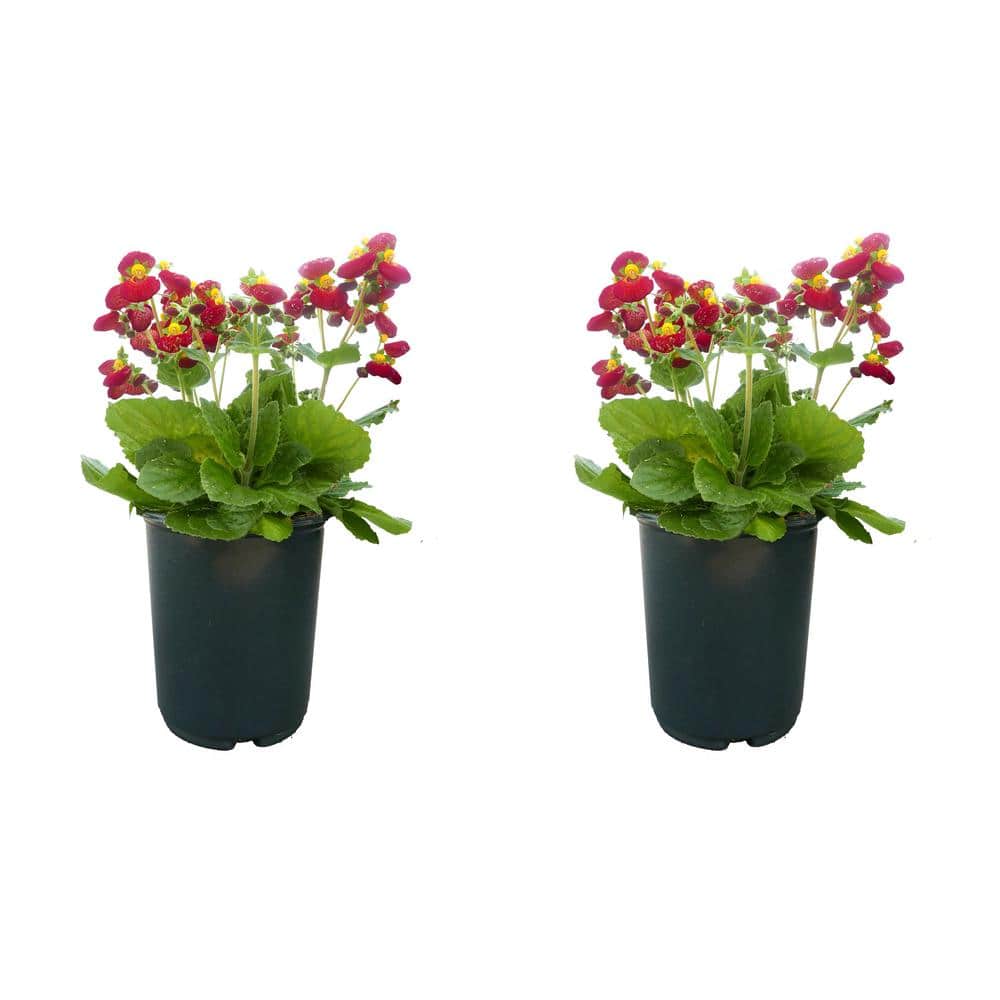 2.5 qt. Calceolaria Perennial Plant with Red and Yellow-Eyed Flowers -( 2-P