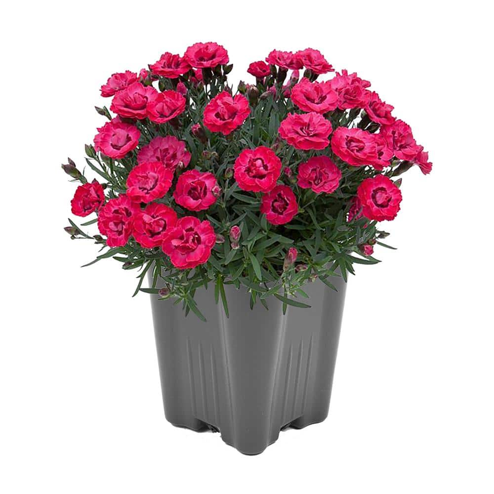 1.0 qt. Carnation Early Love Perennial Plant with Magenta Flowers - (1-Pack