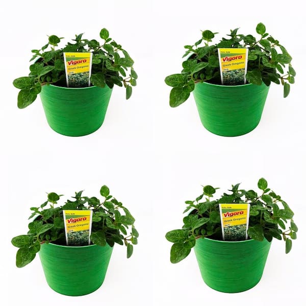 Pure Beauty Farms 1.5 Qt. Herb Plant Greek Oregano in 6 In. Deco Pot (4-Plants)