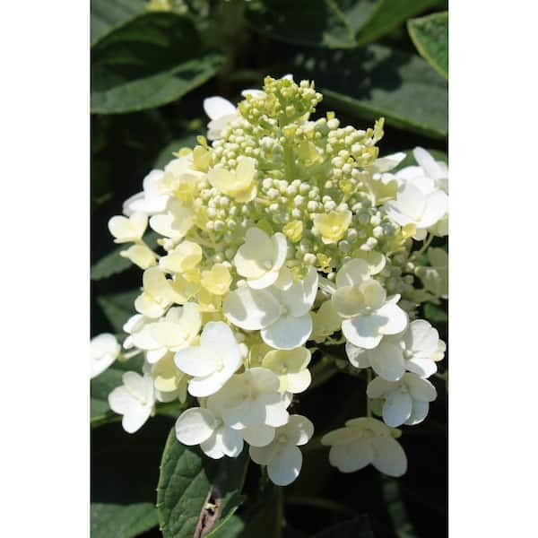 3 Gal. Baby Lace Hardy Hydrangea (Paniculate) Live Shrub, Lacy White to Pink Flowers