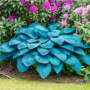 2.25 Gal. Pot, Blue Angel Hosta Potted Perennial Plant (1-Pack)