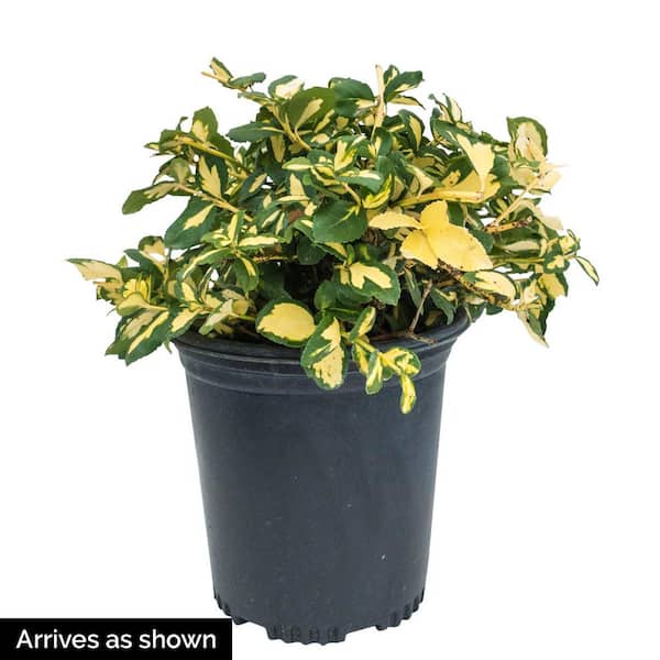1 Gal. Moonshadow Euonymus, Broadleaf Evergreen Shrub, with Green/Yellow Variegated Foliage (1-Pack)