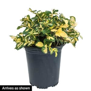 2.50 Qt. Moonshadow Euonymus, Live Broadleaf Evergreen Shrub, with Green/Yellow Variegated Foliage (1-Pack)