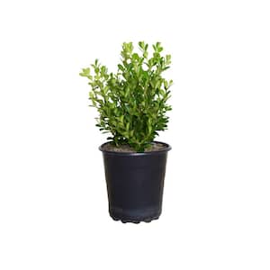 2.5 Qt. Japanese Boxwood (Buxus) Shrub, Live Evergreen Hedge Plant with Green Deer-Resistant Foliage