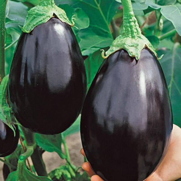 Gurney's 2 in. Pot Black Beauty Eggplant, Live Potted Vegetable Plant (1-Pack)