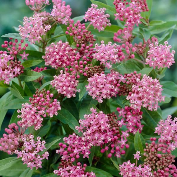 VAN ZYVERDEN Support The Monarchs Pink Asclepias Cinderella Roots (3 ...