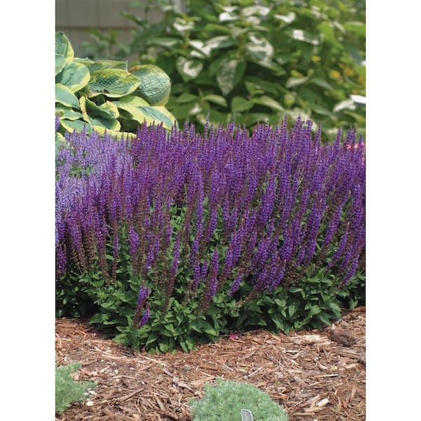 3 Gal. East Friesland Salvia Live Flowering Full Sun Perennial Plant with Violet Blue Flowers