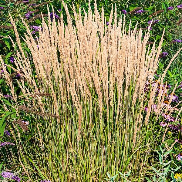 Spring Hill Nurseries Karl Foerster Reed Grass