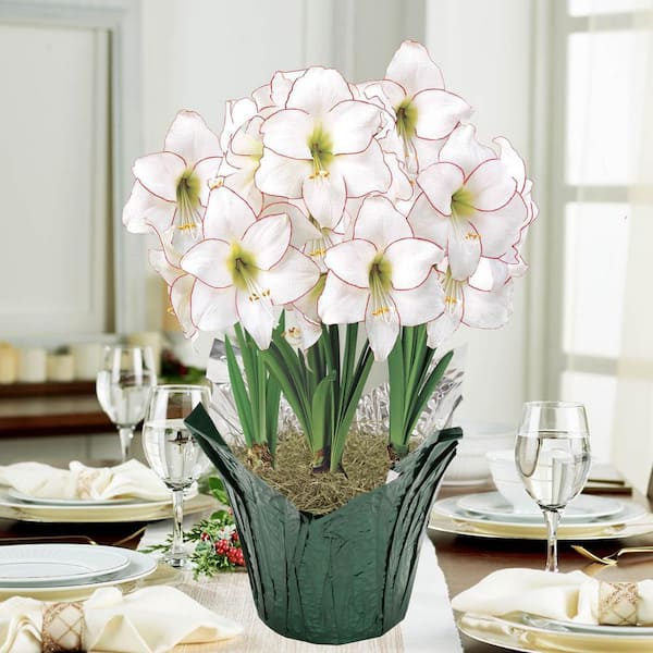 Gardens Alive! 9 in. Pot Picotee White and Pink Flowering Amaryllis (Hippeastrum) 3 Bulb Holiday Gift Kit, Planted in a Foil Wrapped