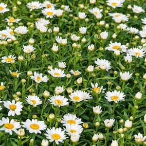 2.50 Qt. Pot, Snowcap Shasta Daisy (Leucanthemum) Flowering Potted Perennial Plant (1-Pack)