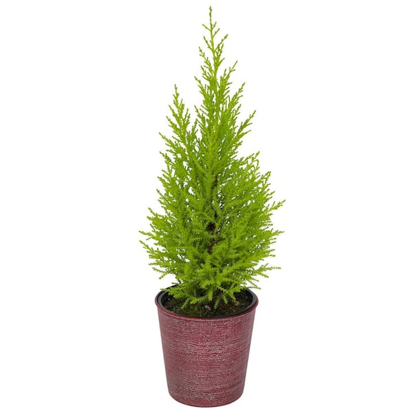 ALTMAN PLANTS Miniature Festive Christmas Lemon Cypress Tree w