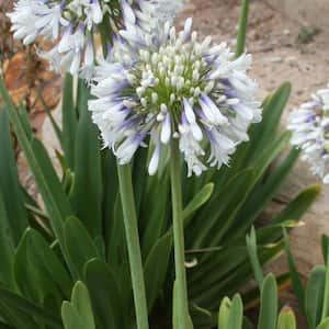 2 Gal. White and Violet Bloom Clusters - Queen Mum Agapanthus, Live Perennial Plant