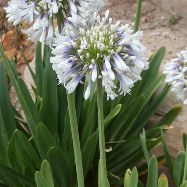 SOUTHERN LIVING 2 Gal. White and Violet Bloom Clusters - Queen Mum Agapanthus, Live Perennial Plant
