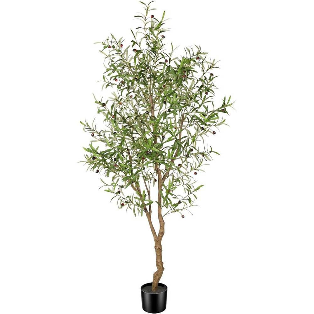 Olive Tree Home Depotnull