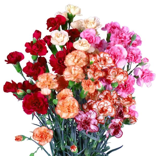 Globalrose Fresh Novelty Color Spray Carnations (160 Stems - 640 Blooms)
