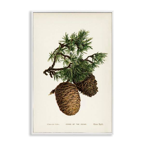 Cedar Tree Pinecones by Tina Higgins Designs, Inc. White Framed Nature Giclee Art Print 18 in. x 12 in.